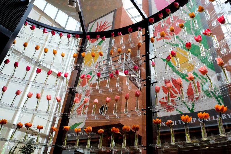 bảo tàng hoa tulip Tonami